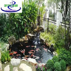 Chi phí hồ cá koi - Tìm hiểu những yếu tố ảnh hưởng và cách tối ưu
