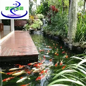 Chi phí làm hồ cá - Điều cần biết để tạo không gian sống đẹp