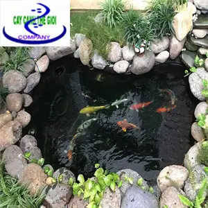 Chi phí làm hồ cá koi mini - Hướng dẫn chi tiết và những điều cần biết