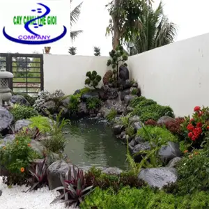 Chi phí làm hồ cá koi mini - Hướng dẫn chi tiết và những điều cần biết