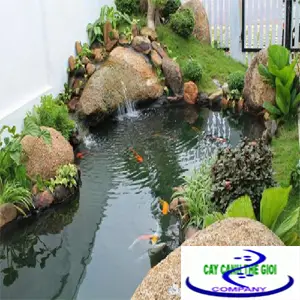 Giá thi công bể cá koi - Những điều cần biết để có một bể đẹp