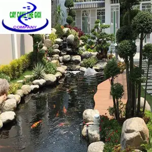 Giá thi công bể cá koi - Những điều cần biết để có một bể đẹp