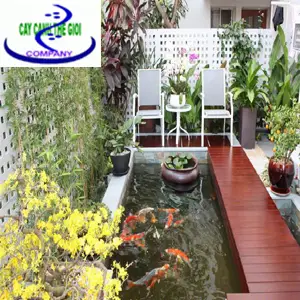 Giá thi công bể cá koi - Những điều cần biết để có một bể đẹp