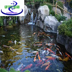 Giá thi công bể cá koi - Những điều cần biết để có một bể đẹp