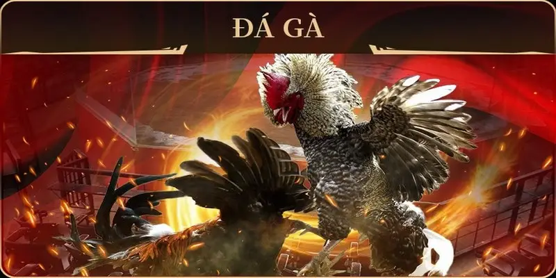 W88 Cockfighting – Experience Thrilling Cockfighting Matches 1 png 6a97995d0589e