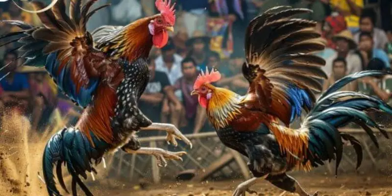 W88 Cockfighting – Experience Thrilling Cockfighting Matches 2 png 6a97995d138e3