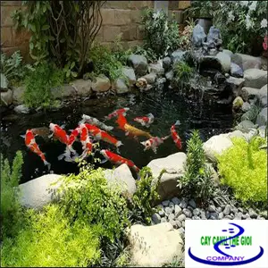 Thi công bể cá - Hướng dẫn chi tiết và kinh nghiệm thực tế