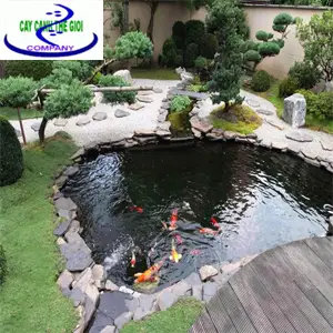 Thi công bể cá - Hướng dẫn chi tiết và kinh nghiệm thực tế