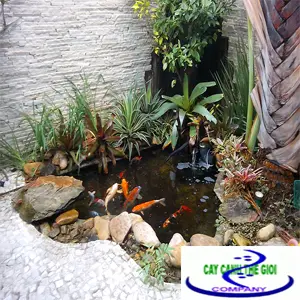 Thi công bể cá - Hướng dẫn chi tiết và kinh nghiệm thực tế