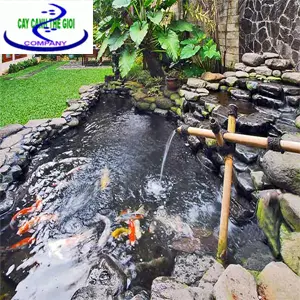 Thi công bể cá koi – Khám Phá Bí Quyết Để Tạo Ra Không Gian Thiên Nhiên Tuyệt Đẹp