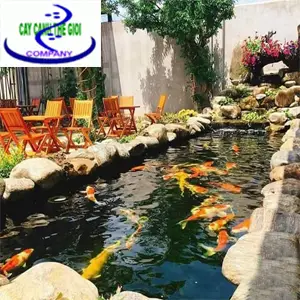 Thi công bể cá nhà hàng - Nghệ thuật và Kỹ thuật cho Giao Thoa Nghệ Thuật Ẩm Thực