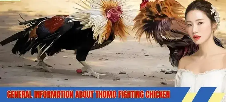Exploring the World of Thomo Cockfighting 1win Bangladesh and MM99
