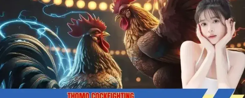 Thomo Cockfighting OBM Watersports, AU88 What the Search Phrase Means