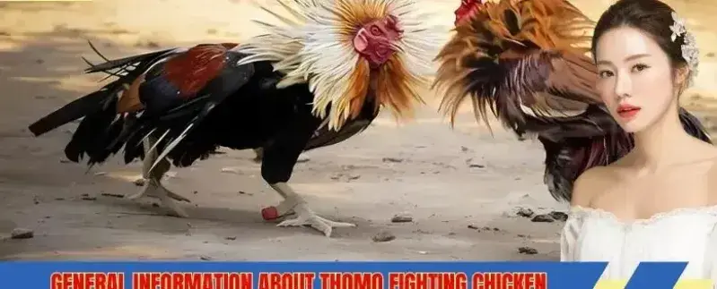 Thomo Cockfighting trex689 and AU88 Meaning, Risks, and What to Check