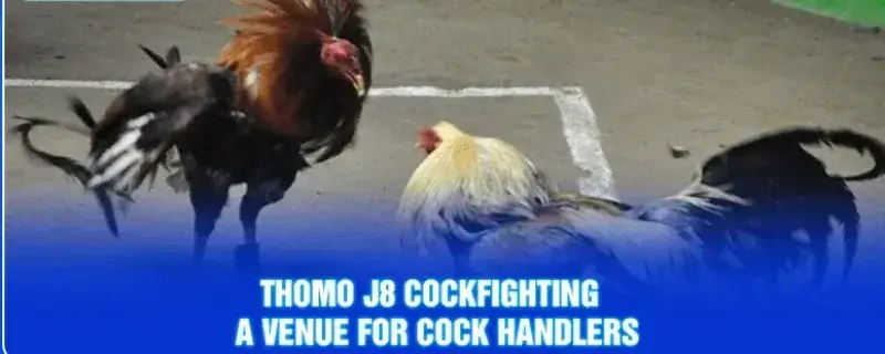 Thomo Cockfighting trex689 and AU88 Meaning, Risks, and What to Check